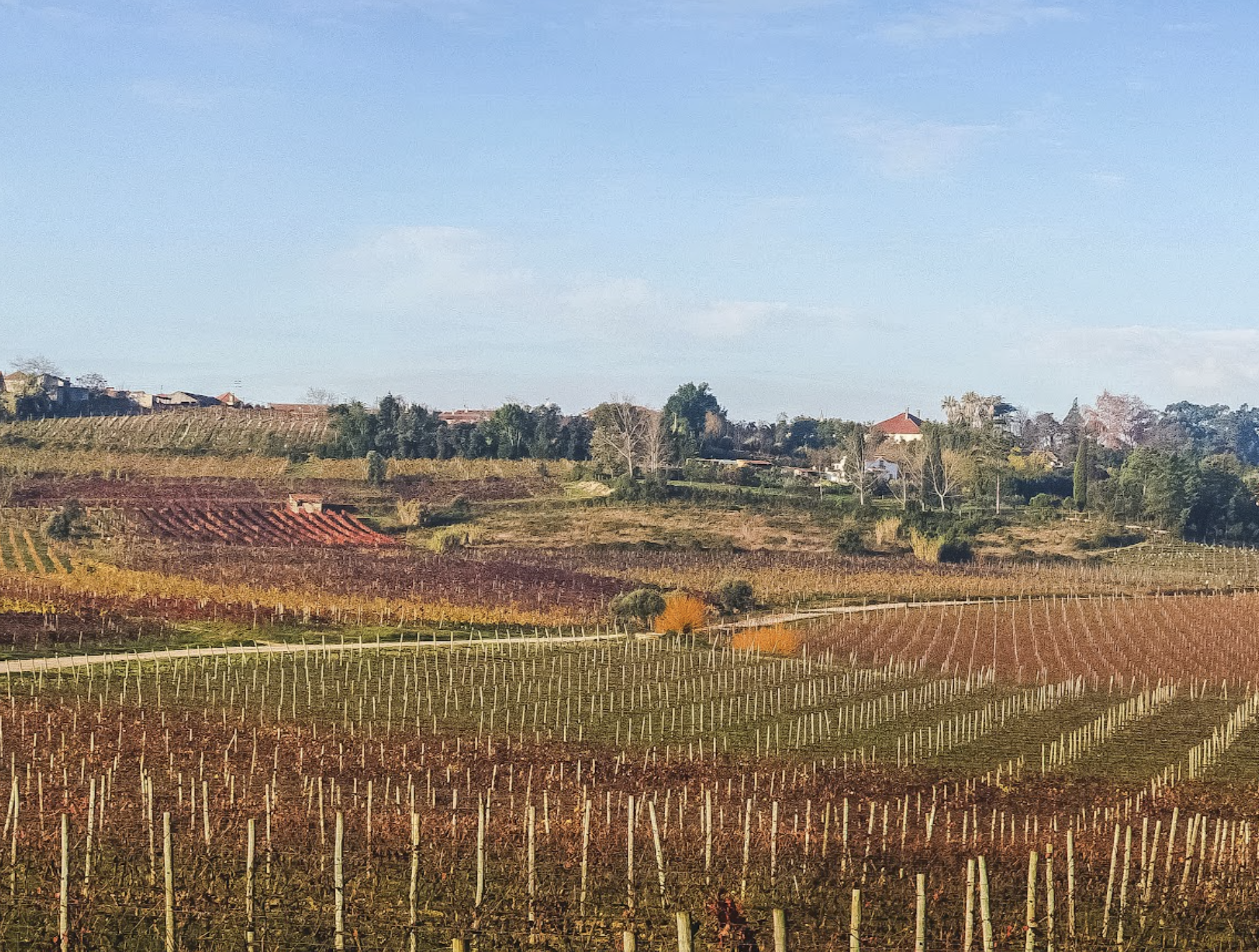 Vinhas de Luís Pato, na região da Bairrada