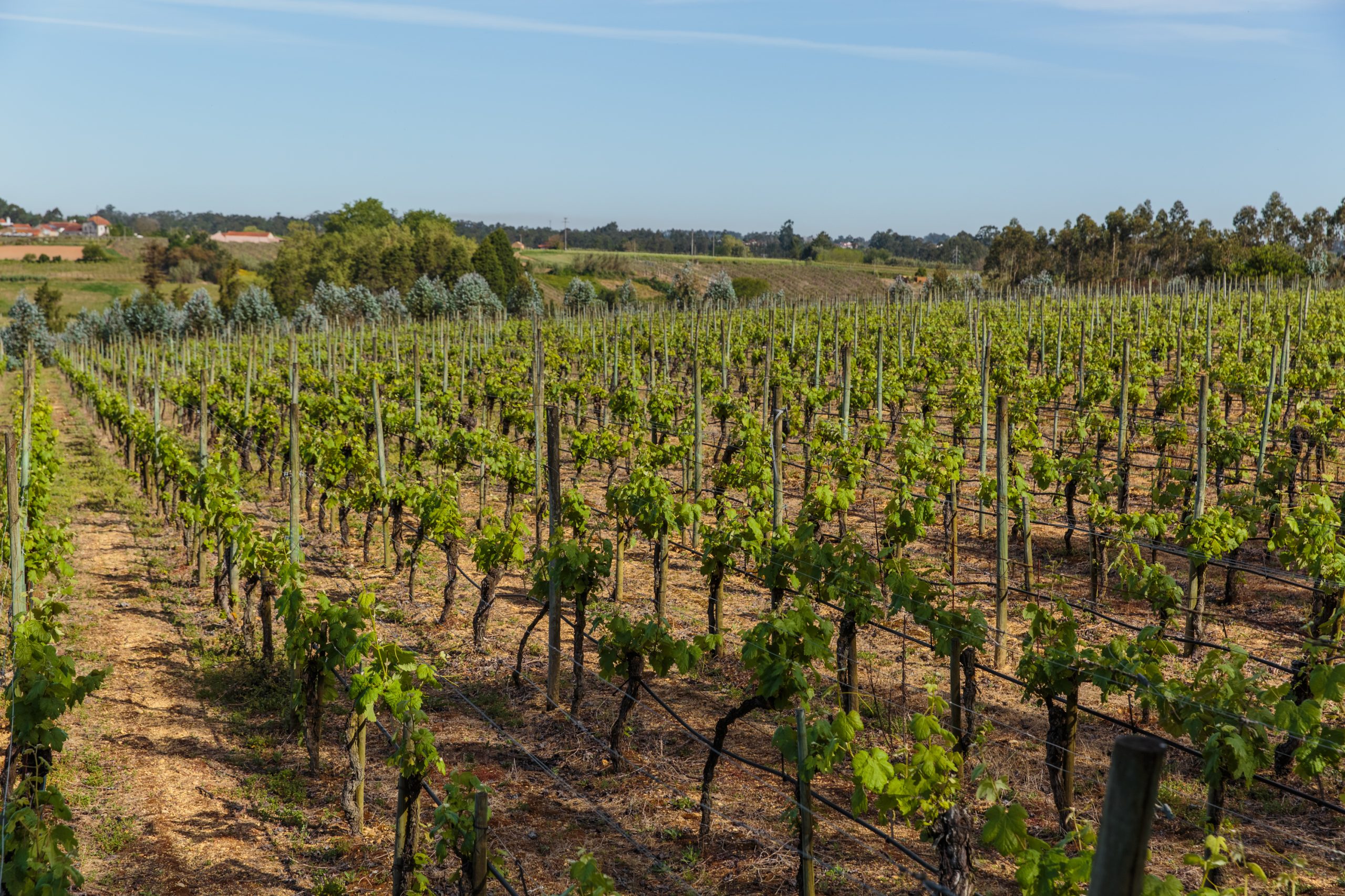Vinha Quinta do Ribeirinho Pé Franco - Luís Pato