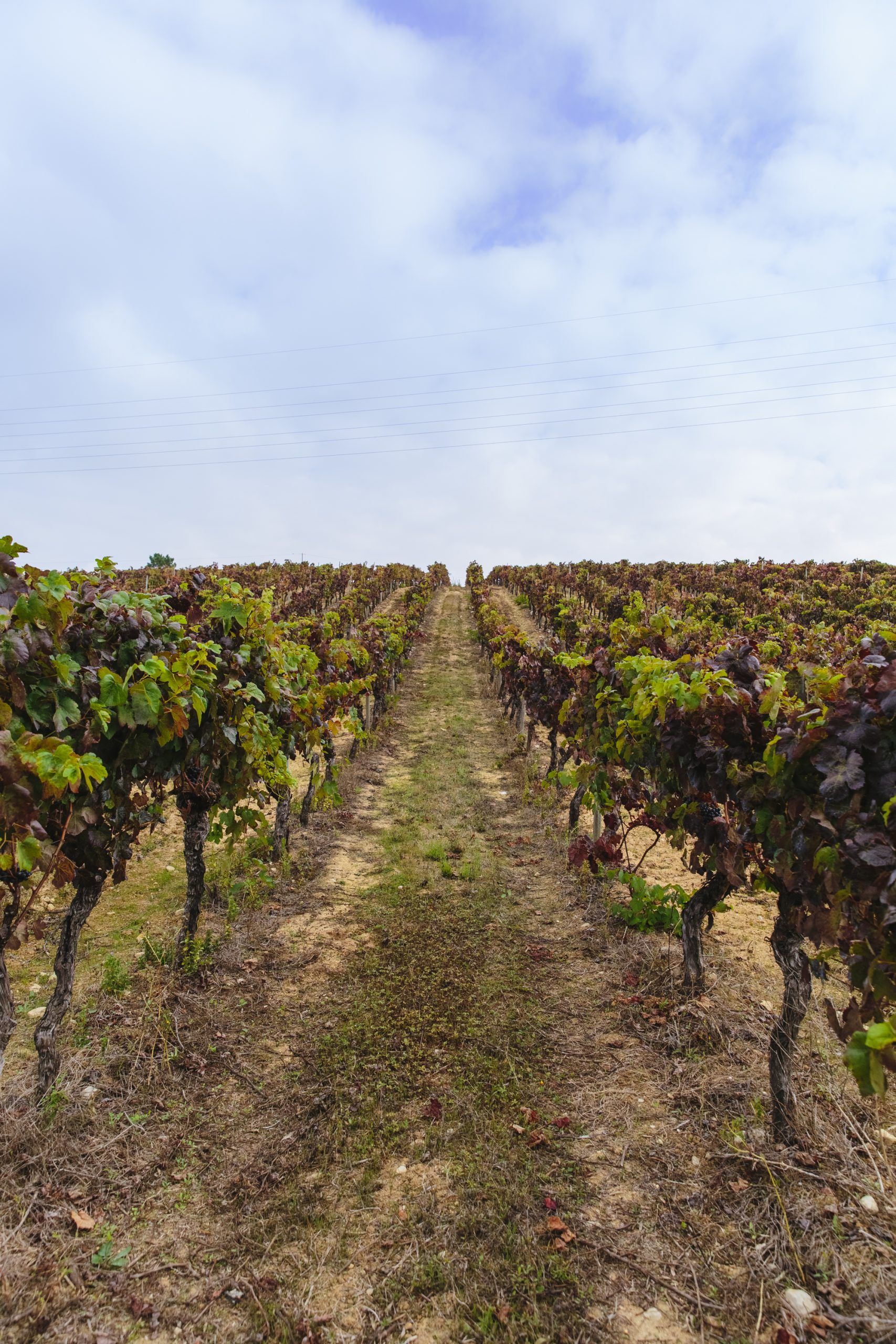Vinha Pan - Luís Pato Wines