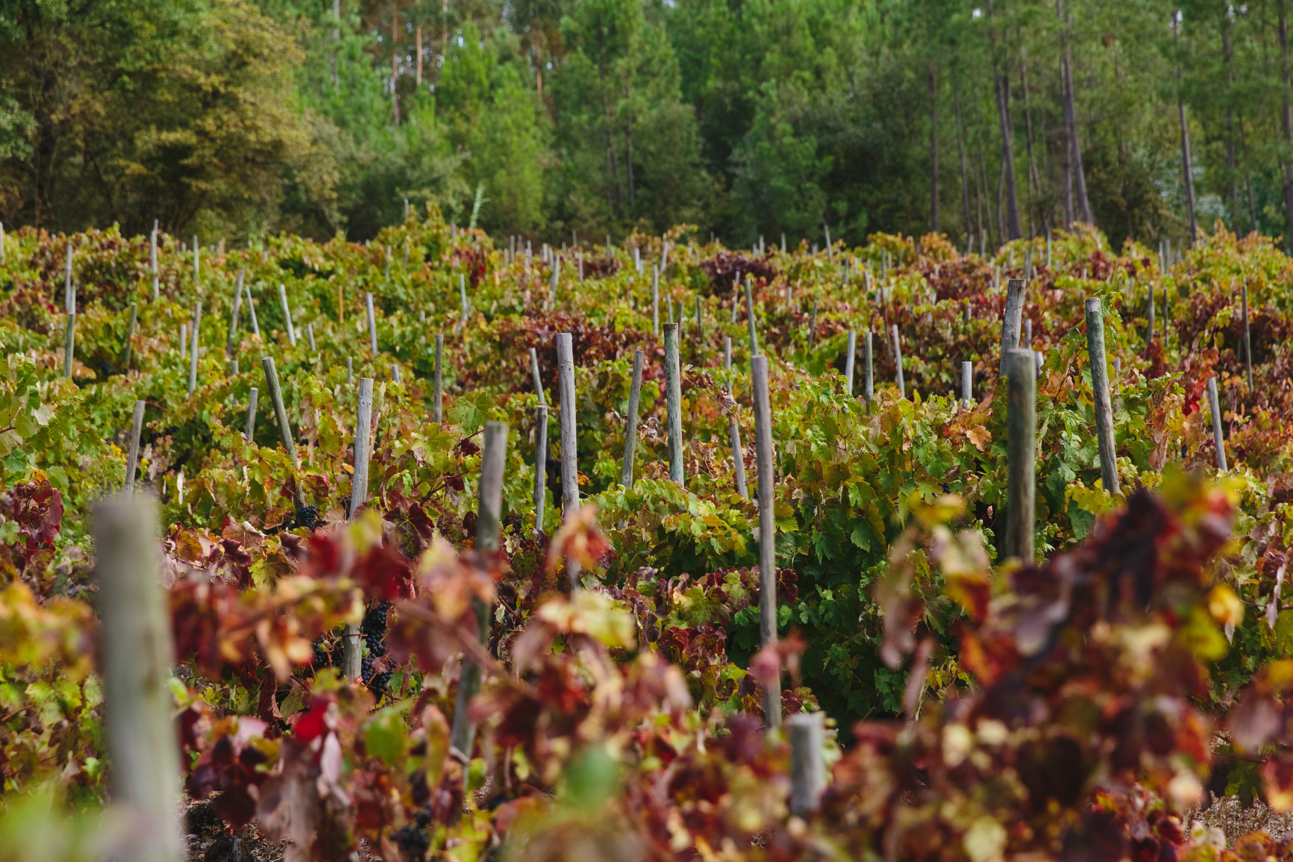 Vinha Barrosa - Luís Pato Wines