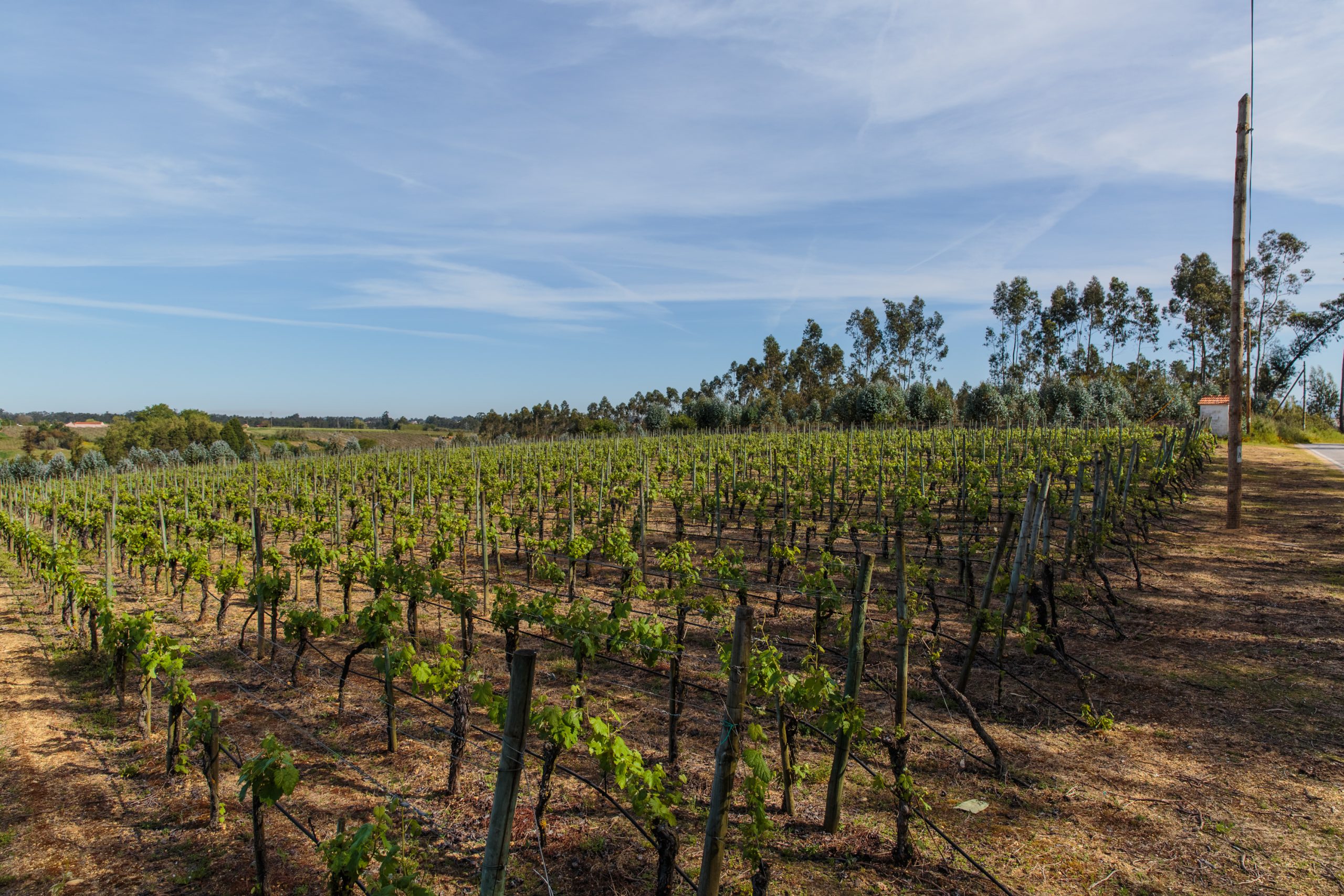 Vinha Quinta do Ribeirinho, Luís Pato